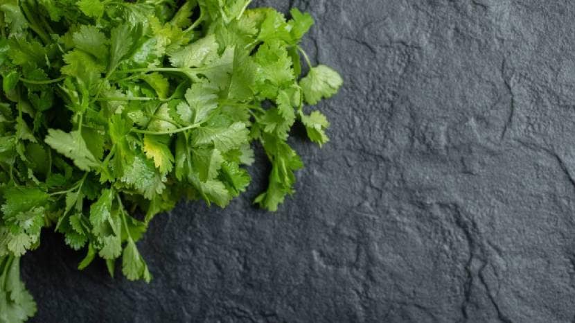 How To Make Kothimbir Vadi Recipe In Marathi