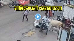 आधी शिंगावर घेतलं, मग छातीवर नाचली…गायीच्या हल्ल्यात वृद्धाचा मृत्यू; नाशिकमधल्या घटनेचा VIDEO पाहून धक्का बसेल