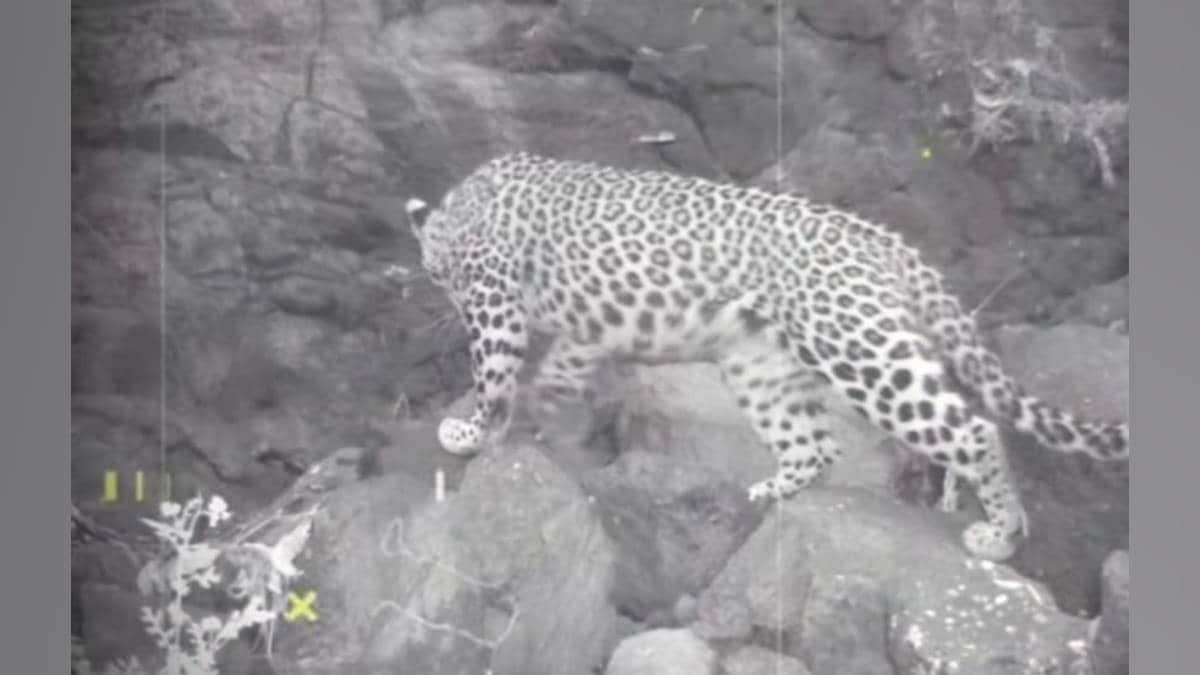 Leopard activity observed for two days in Dehne Gunde forests Sahyadri range Thane