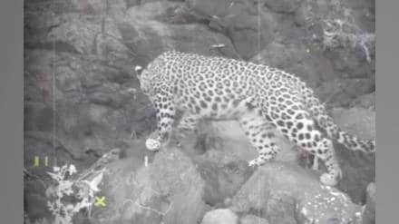 Leopard activity observed for two days in Dehne Gunde forests Sahyadri range Thane