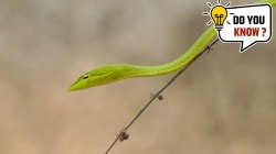 साप खरंच हवेत उडतो का? पंख नसूनही साप हवेत उडतात कसे? अखेर वैज्ञानिकांनी मिळवलं उत्तर…