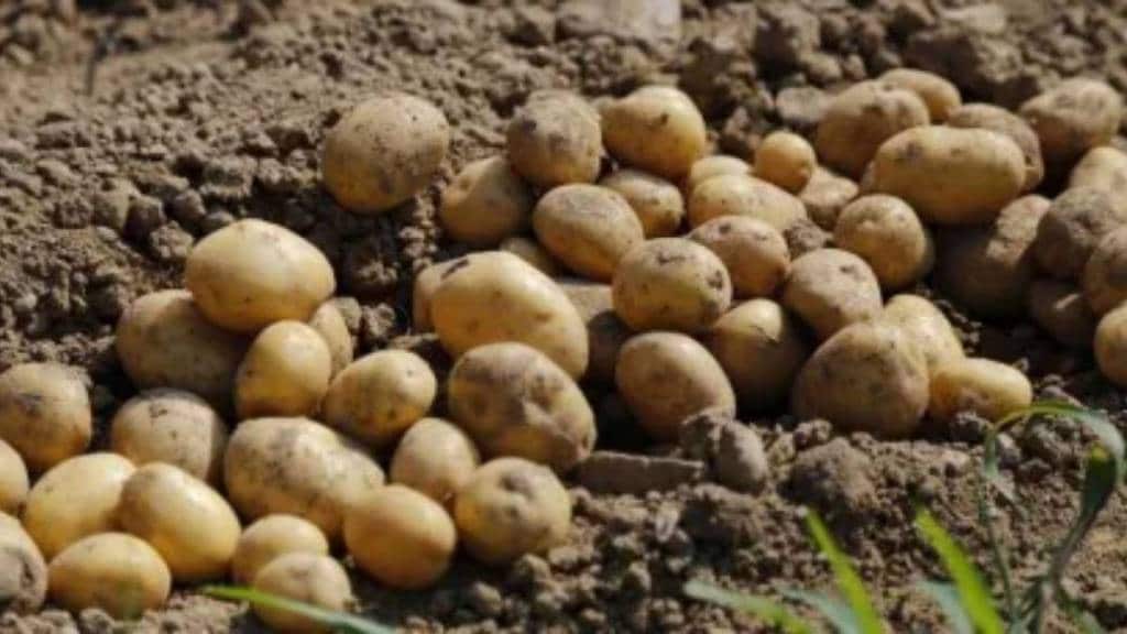 International Potato Research Centre at Singhana near Agra