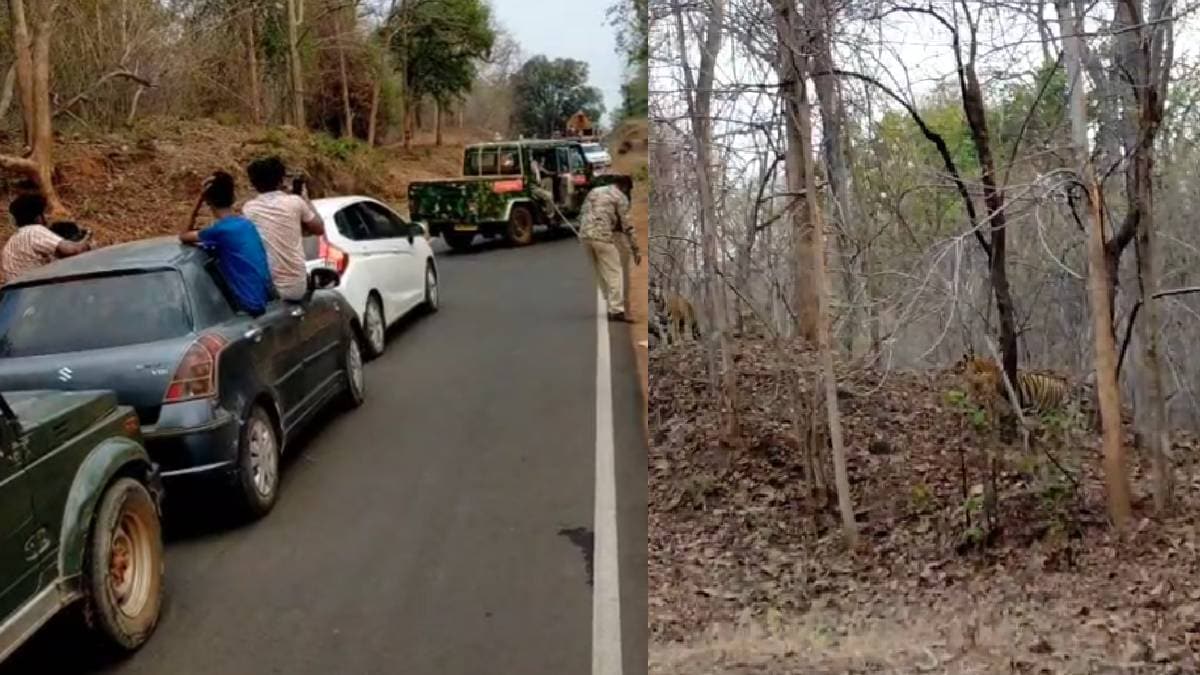 Tourist noise and photo frenzy near Tadoba tigers