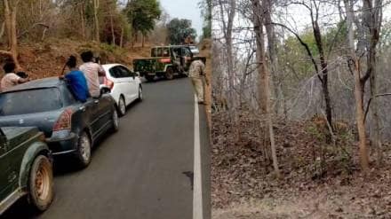Tourist noise and photo frenzy near Tadoba tigers
