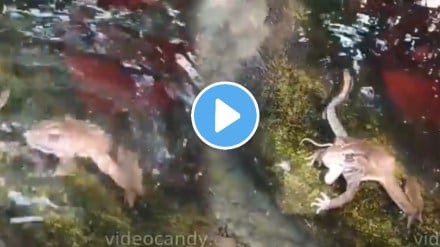 Frog and snake video