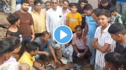 बापरे! दोन डोके अन् तीन डोळे, अनोख्या वासराचा जन्म; पाहण्यासाठी तुफान गर्दी, VIDEO पाहून सर्वच झाले शॉक