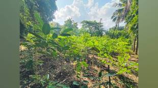 Vasai Virar planted 28 800 Miyawaki trees