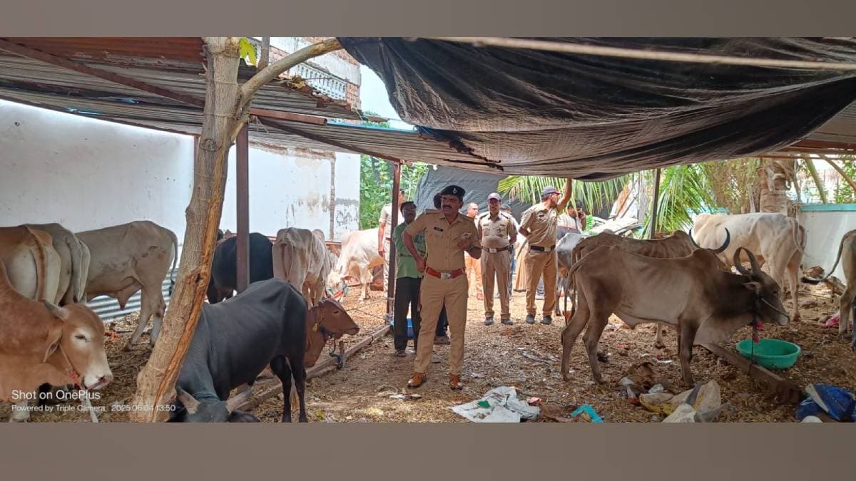 86 cows tied for slaughter were rescued Wednesday between City Chowk and Begampura stations