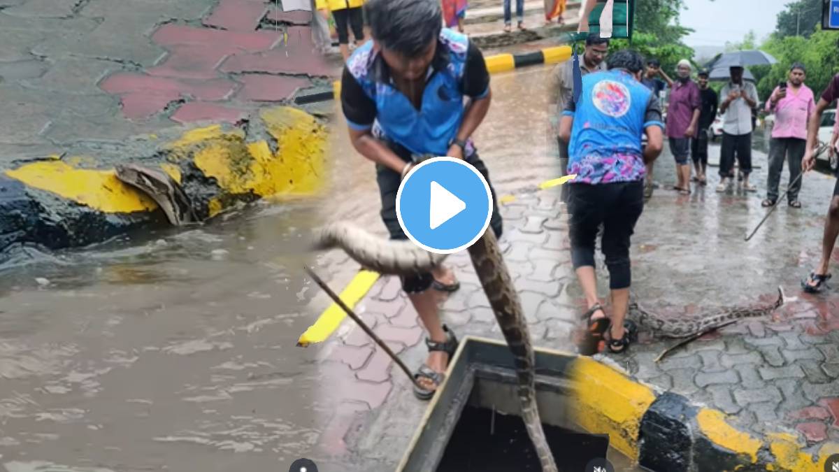 Rock Python Found At Navi Mumbai Road Python rescue operation Video ...