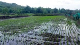 Paddy crop cultivation on five thousand hectares in Thane district