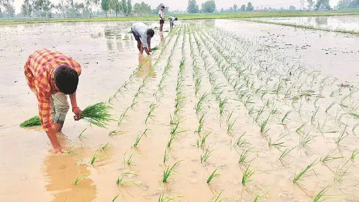 Parbhani district sowing rain