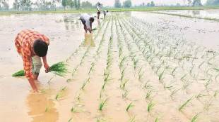 Parbhani district sowing rain