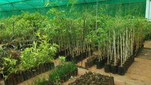 Pasha Patel expresses optimism at bamboo cultivation review meeting