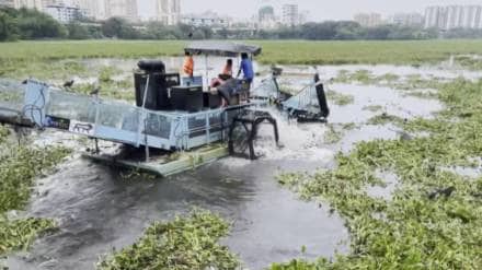Powai Lake cleaning drive BMC Mumbai Municipal Corporation tons of Water Hyacinth removed