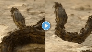 A snake entered an anthill