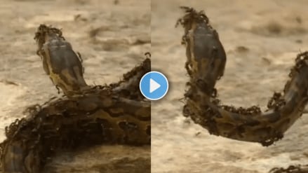 A snake entered an anthill
