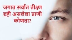 जगात सर्वात तीक्ष्ण दृष्टी असलेला प्राणी कोणता?