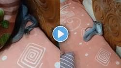 बेडवर झोपण्याआधी ‘हा’ भयानक VIDEO एकदा पाहाच, उशी उचलताच दिसलं असं काही की उडाली भंबेरी