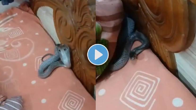 Snake Shocking Viral Video