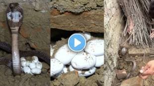 Snake Shocking Viral video