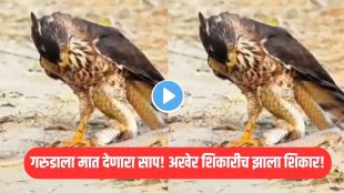 Snake vs eagle fight video