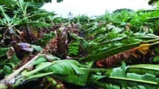 Stormy rains damage crops on thousand hectares in Jalgaon
