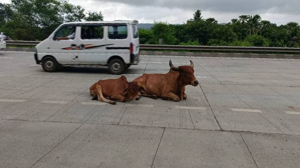 risk of accidents Near Vasai Mumbai Ahmedabad National Highway Stray animals