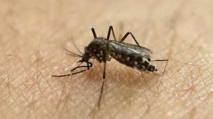 Students and teachers Sunitidevi Singhania School thane infected with dengue
