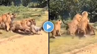Tiger attack crane viral video