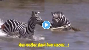 Crocodile vs zebra fight 2025