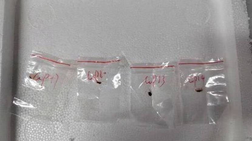  What is agro-terrorism and fusarium (फोटो सौजन्य सोशल मीडिया)