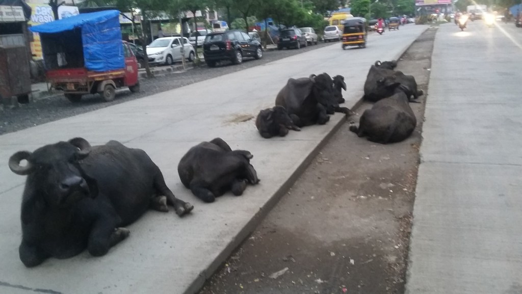 Mira Bhayandar stray animal , Mira Bhayandar,