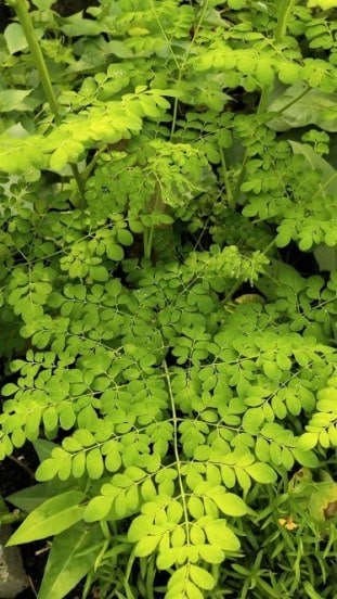 drumstick leaves 