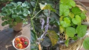 nisarga lipi article Which tree should we plant