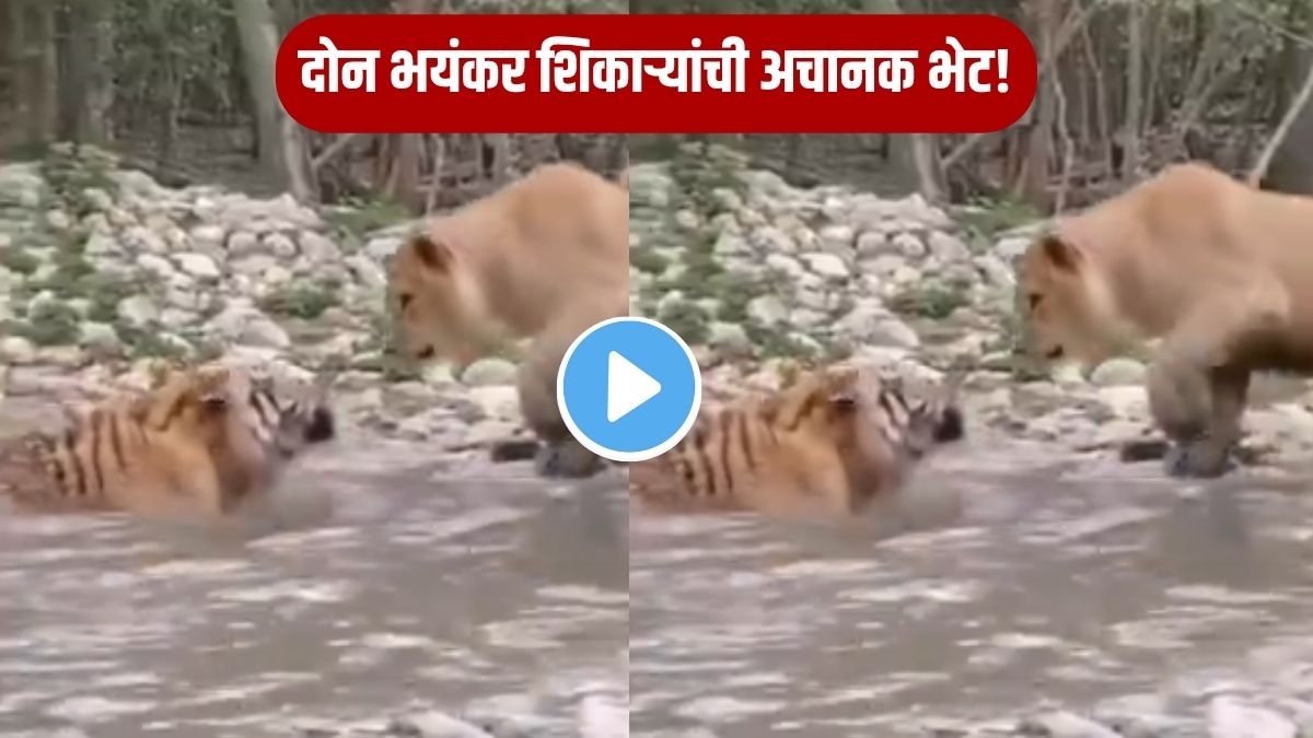 Lion vs Tiger viral video