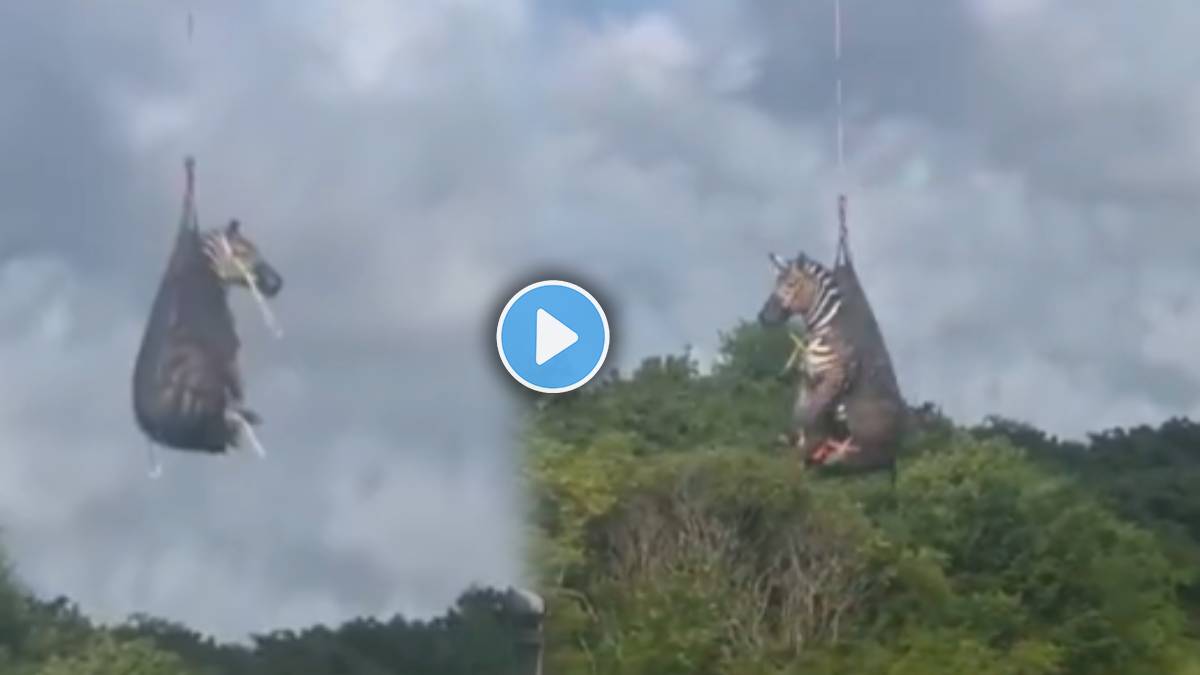 Zebra Airlifted Week After It Escaped From US Owner