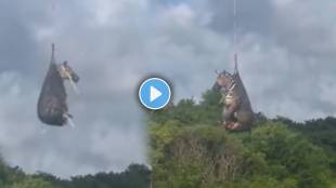 Zebra Airlifted Week After It Escaped From US Owner