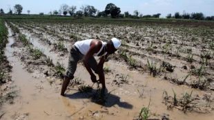 Sindhudurg agricultural loss