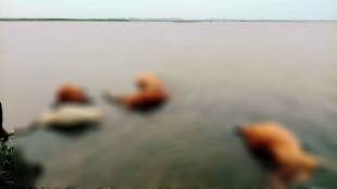 animals drowned Adhar Puss project