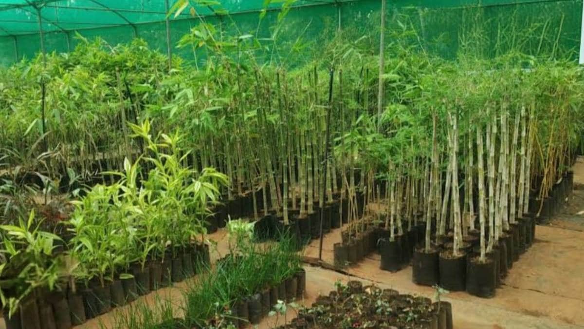 World Environment Day activities by trible
