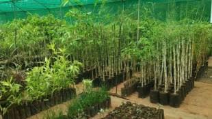 World Environment Day activities by trible