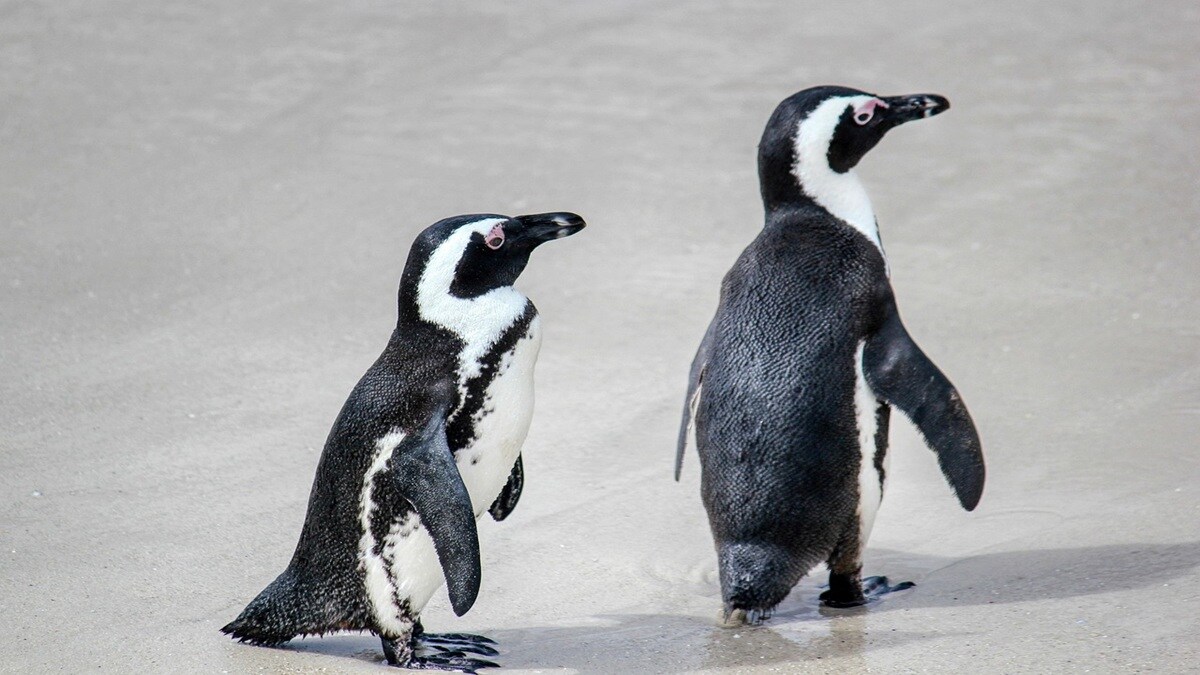 controversy penguin names, penguin Rani Bagh ,