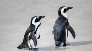 controversy penguin names, penguin Rani Bagh ,