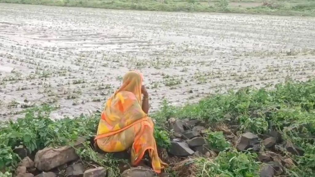 buldhana kharif crops farmers suffer losses as heavy rains damage in mehkar and lonar talukas