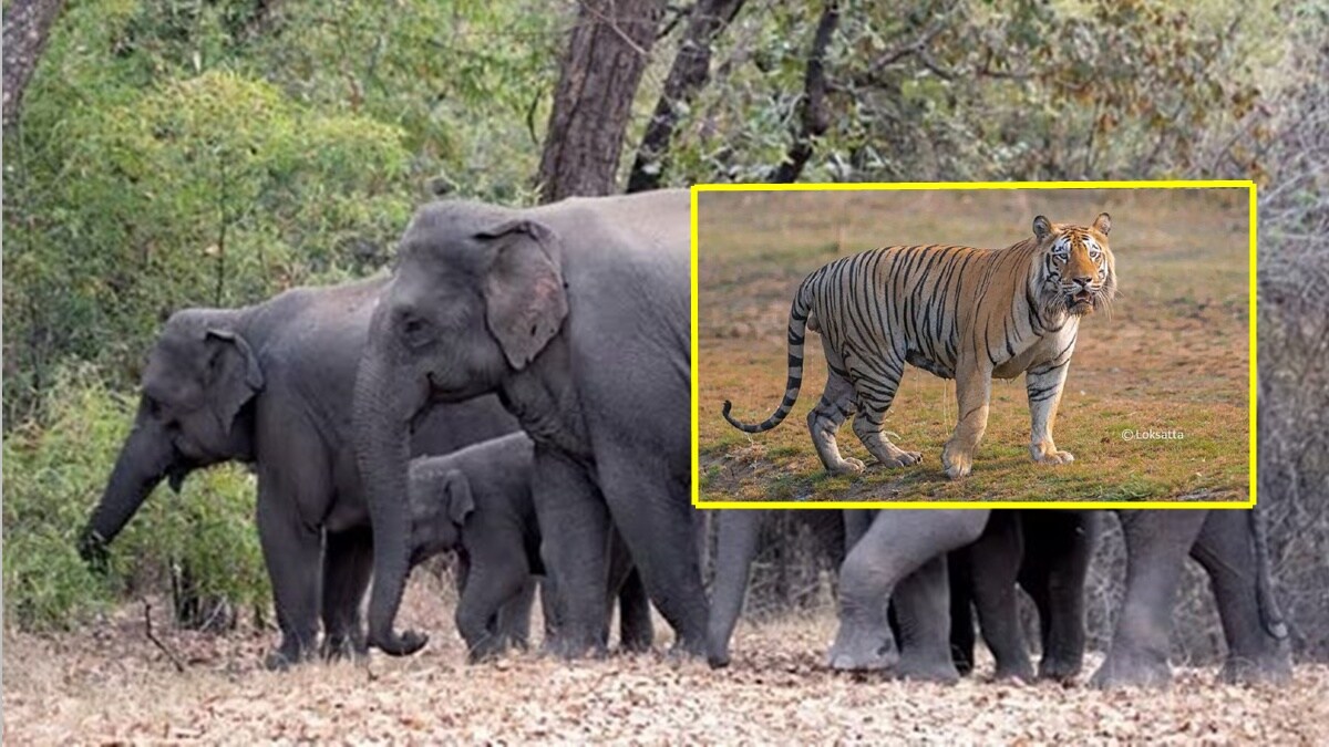 Chandrapur wild animals attack