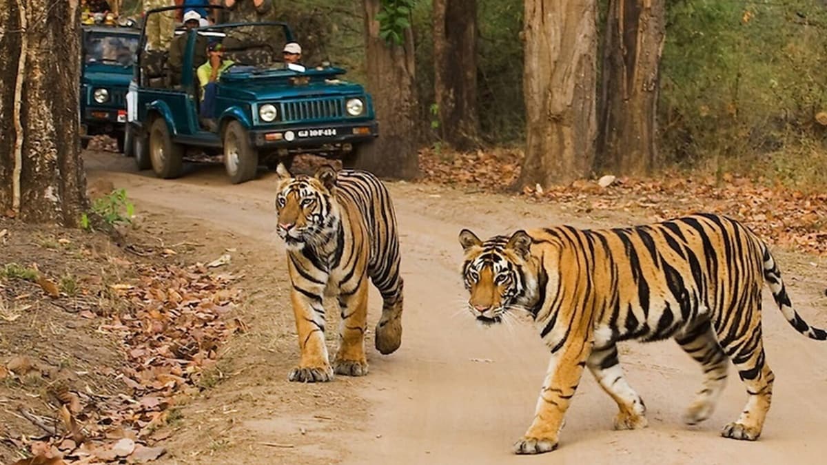 tadoba tiger reserve loksatta news