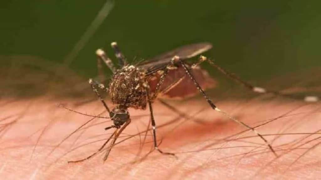 thane dengue loksatta news