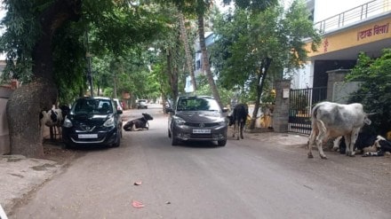 Sterilization of stray cats