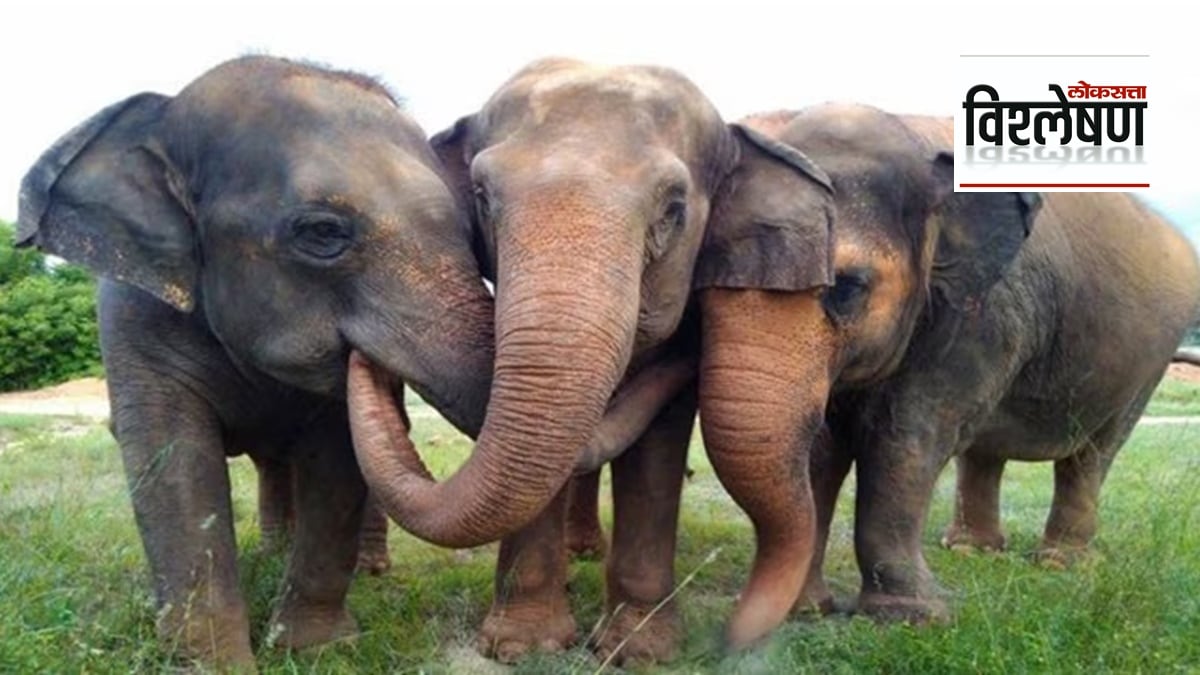 odisha elephants in Maharashtra loksatta