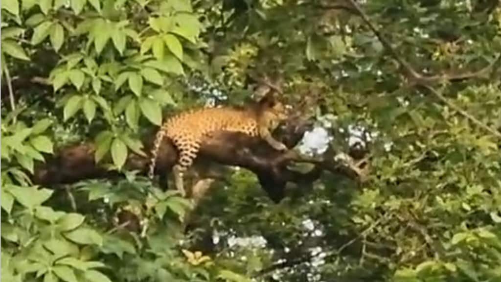 chandrapur leopard on tree video